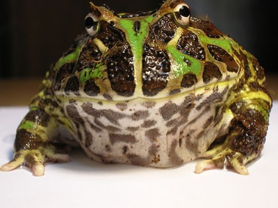 800px-Argentine_Horned_Frog_Ceratophrys_ornata1-2019-06-6-15-26.jpg